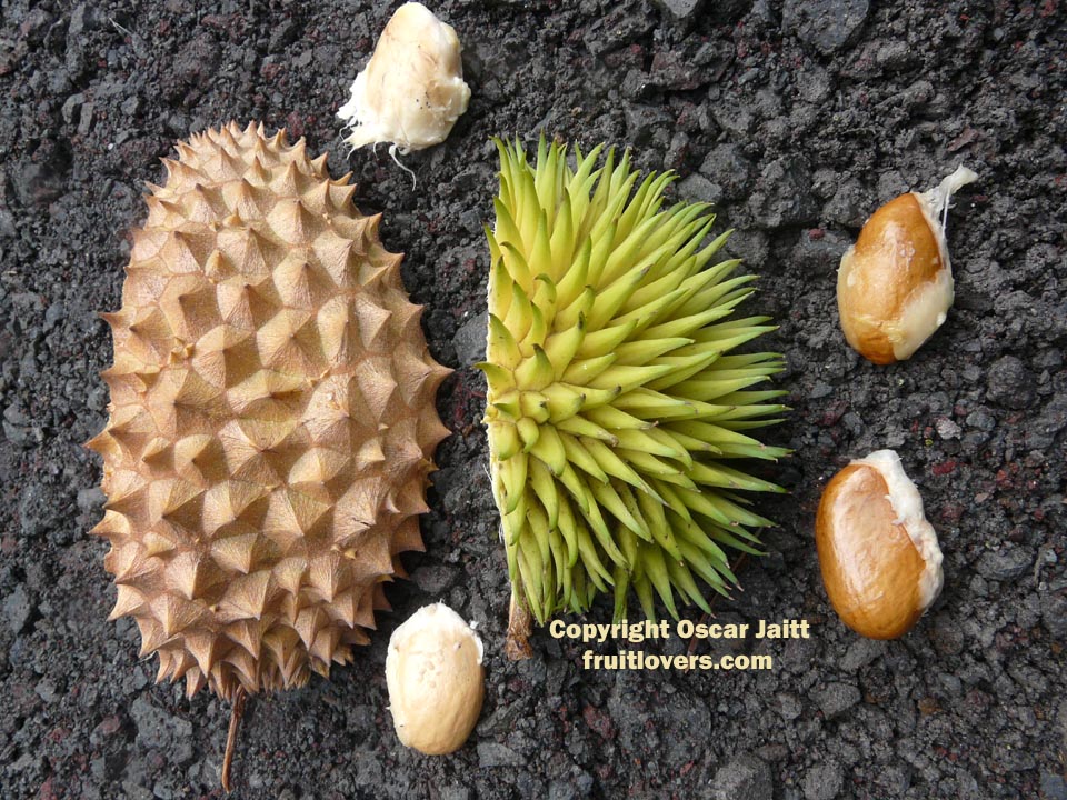 درخت قهوه سودانی قرمز